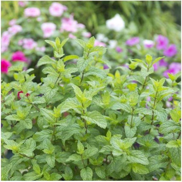 Menthe poivree - Image 1