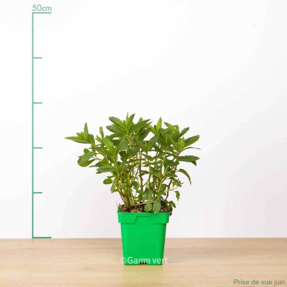 Menthe poivree - Image 2