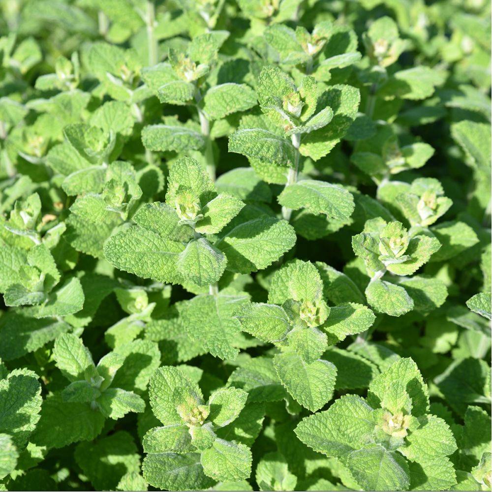 Menthe pomme