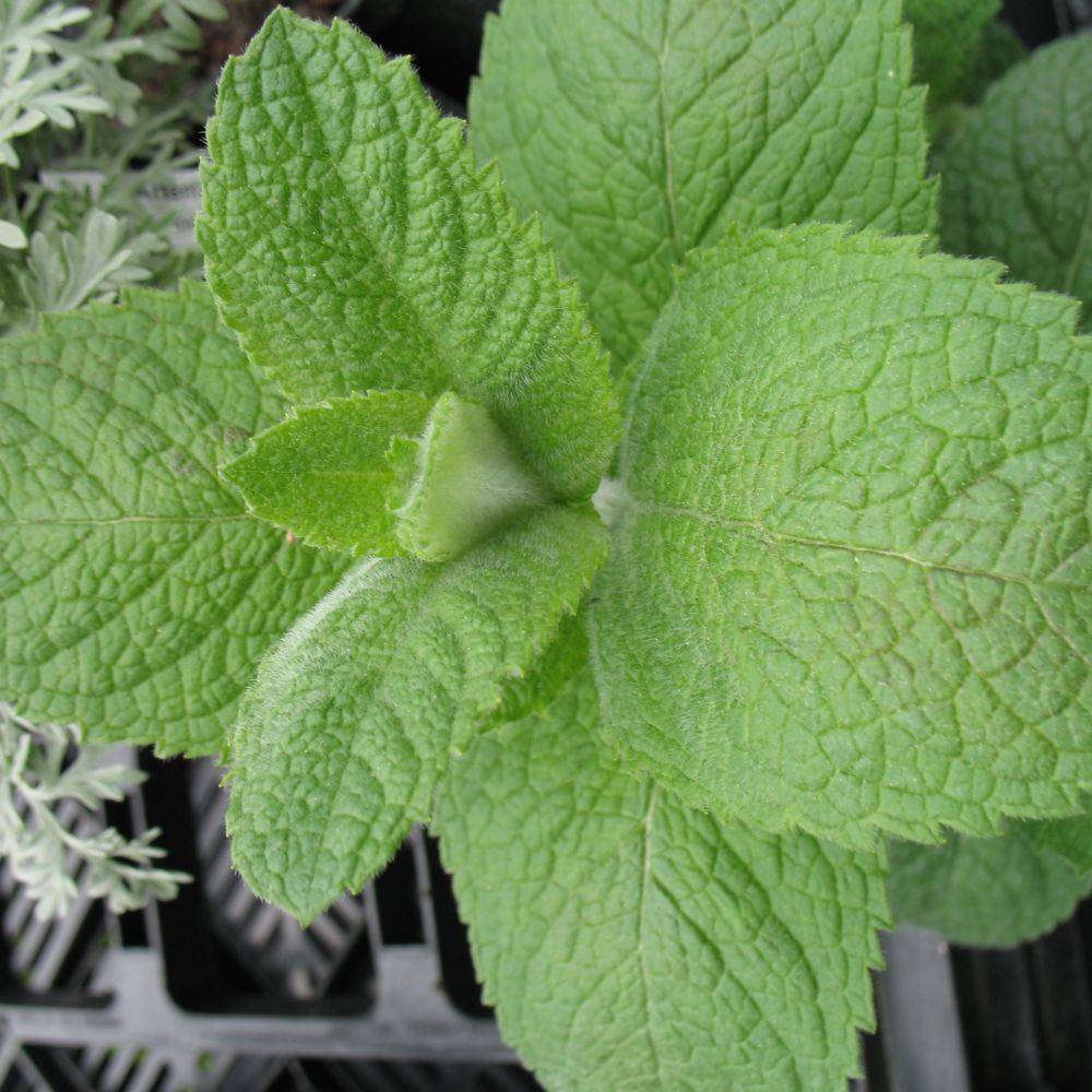 Menthe pomme - Image 4