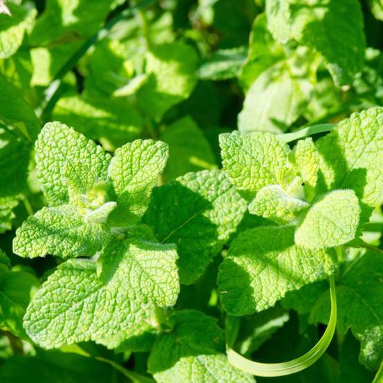Menthe pomme - Image 6