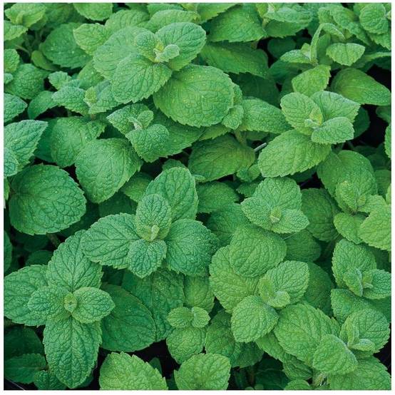 Menthe pomme - Image 2