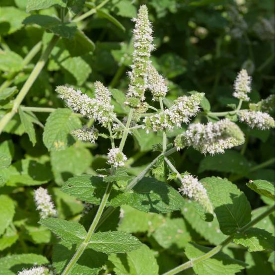 Menthe pomme - Image 3