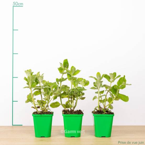 Menthe pomme - Image 5