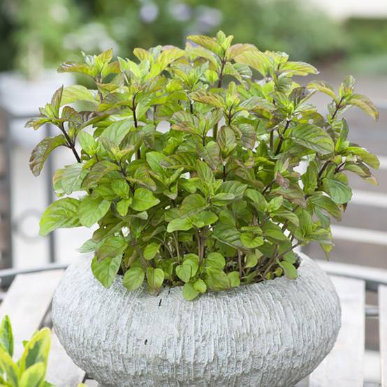 Menthe orange - Image 1