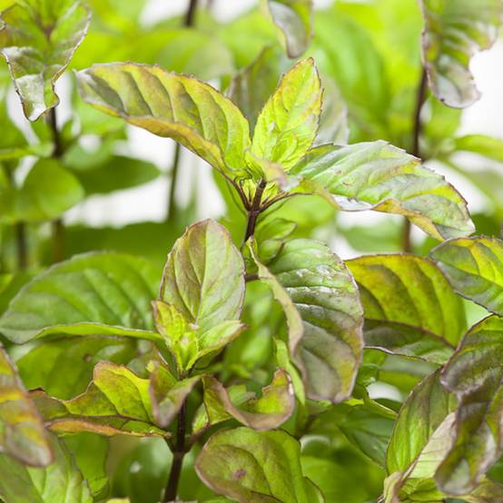 Menthe orange - Image 2