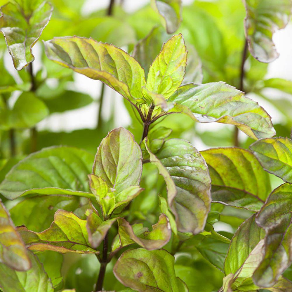 Menthe orange - Image 2