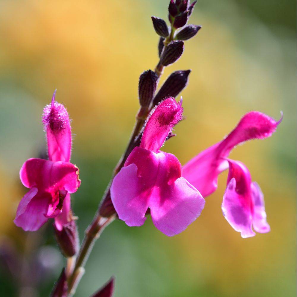 SALVIA microphylla 'Cerro Potosi' G7