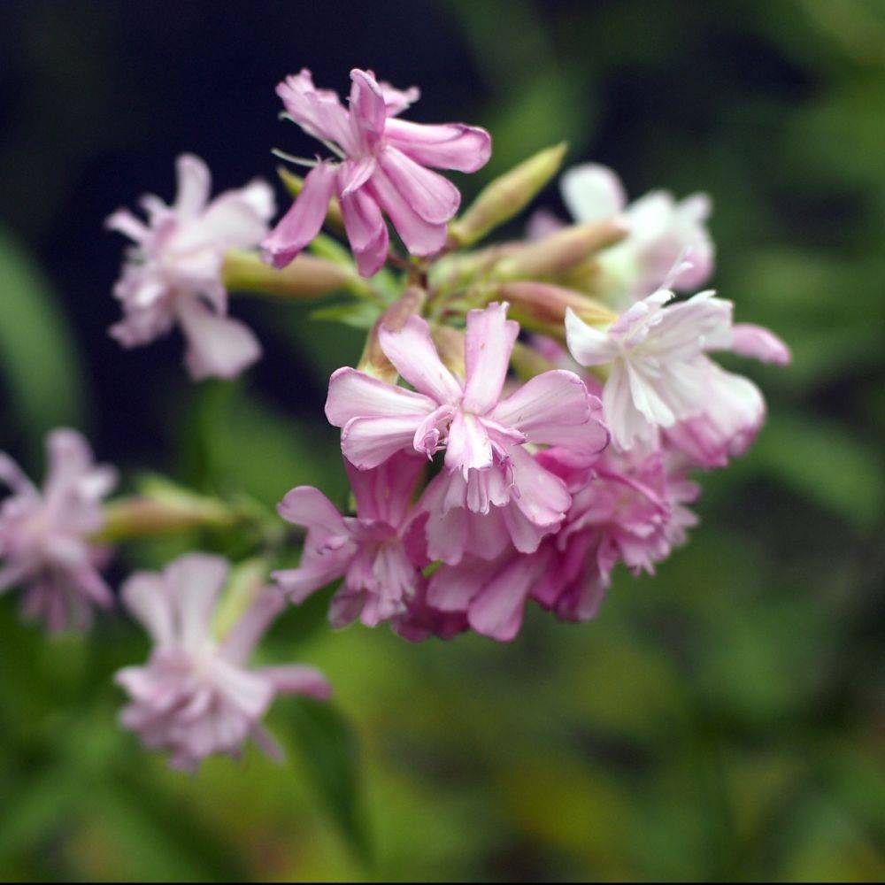 Saponaria officinalis rosea plena lot de 3