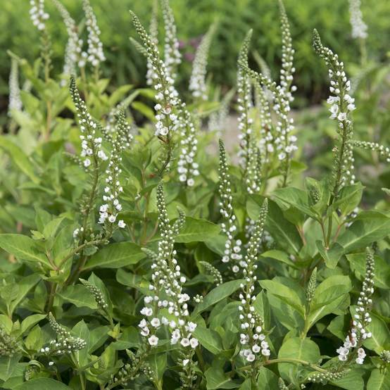 Lysimachia candela