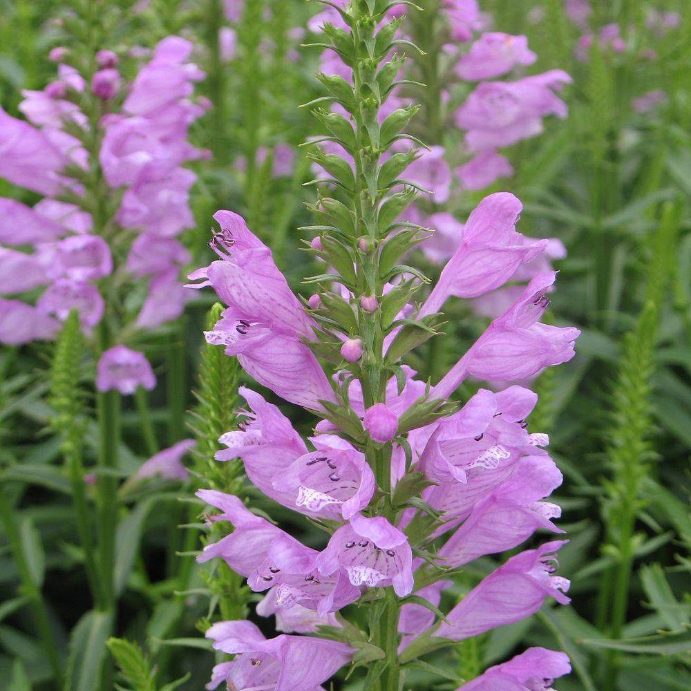 Physostegia virginiana rosea