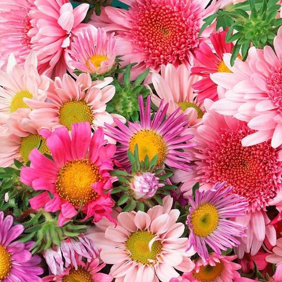 Reine-Marguerite haute variee lot de 3