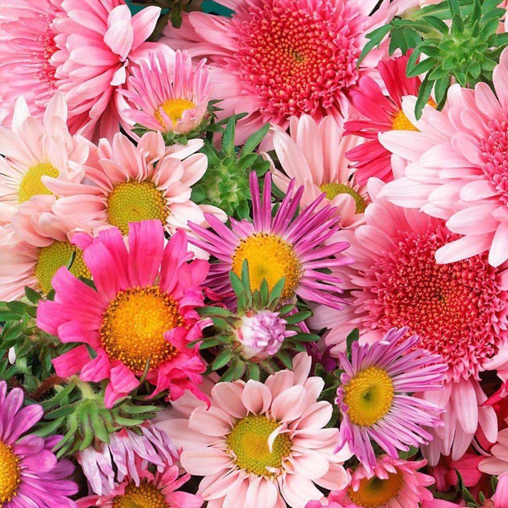 Reine-Marguerite haute variee lot de 3