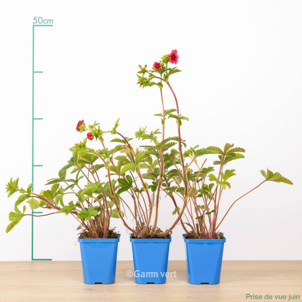 Potentilla nepalensis Miss Willmott lot de 3