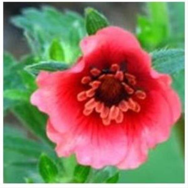 Potentilla nepalensis Miss Willmott lot de 3 - Image 2