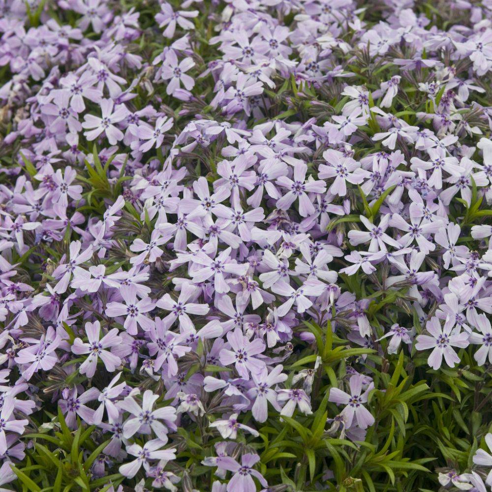 Phlox rampant violet Benita