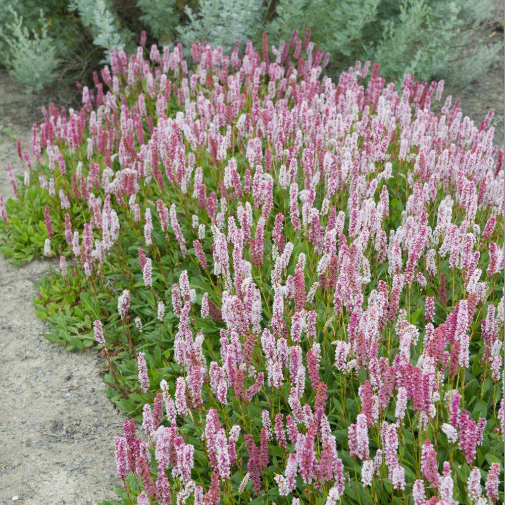 Renouée rose - Persicaria Superbum - Image 1