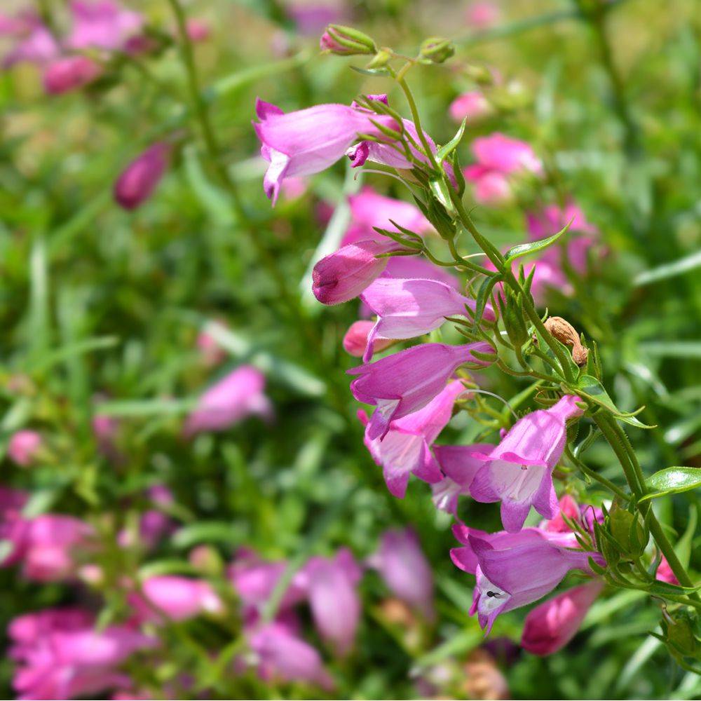 Penstemon Evelyn - Image 2