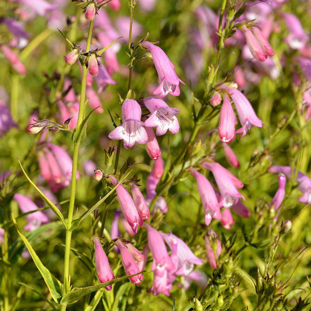 Penstemon Evelyn - Image 1