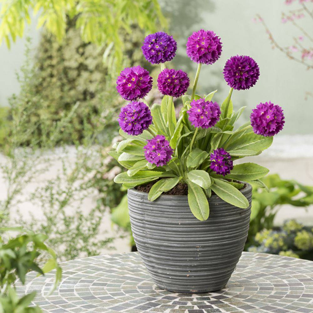 Primevère de l'Himalaya Rubin - Primula denticulata - Image 2