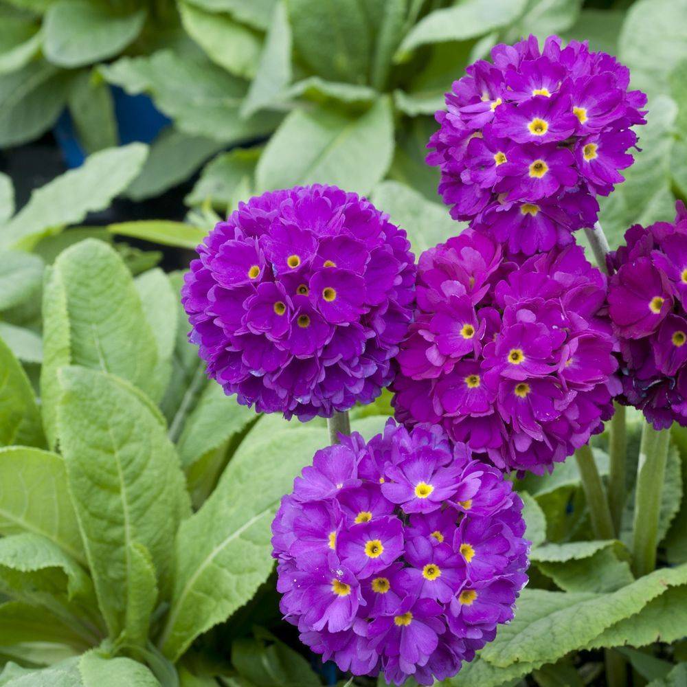 Primevère de l'Himalaya Rubin - Primula denticulata