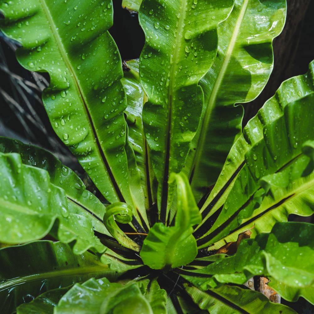 Scolopendre, Asplenium - Image 2