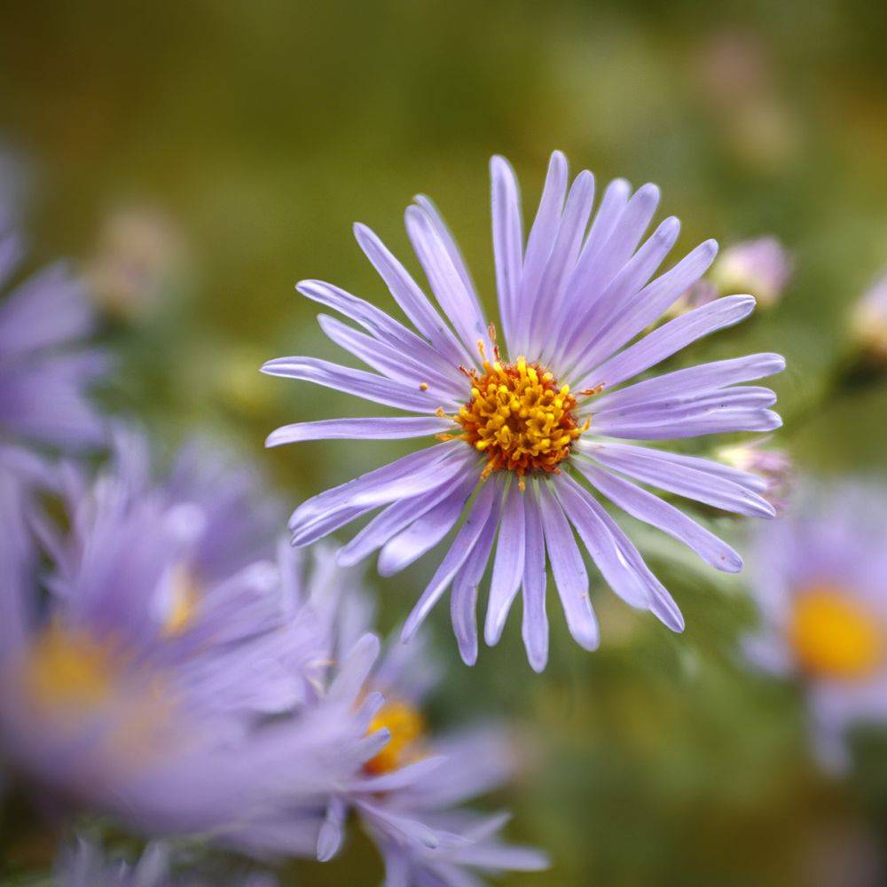 Aster d'automne 'Mönch'