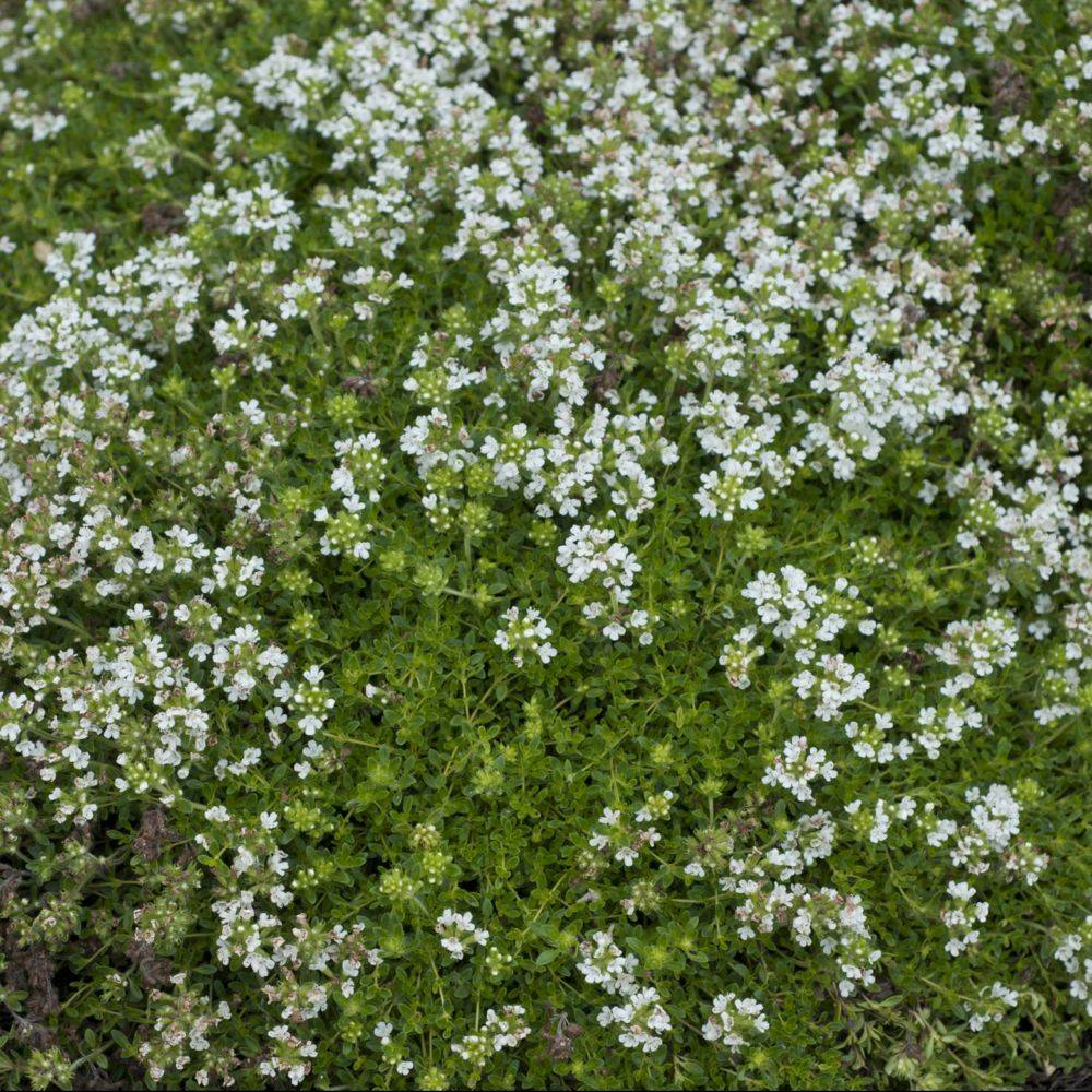 Thym serpolet blanc lot de 3