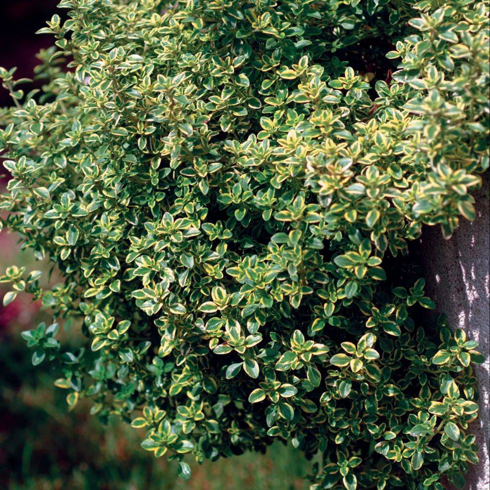 Thym citron doré - Image 2