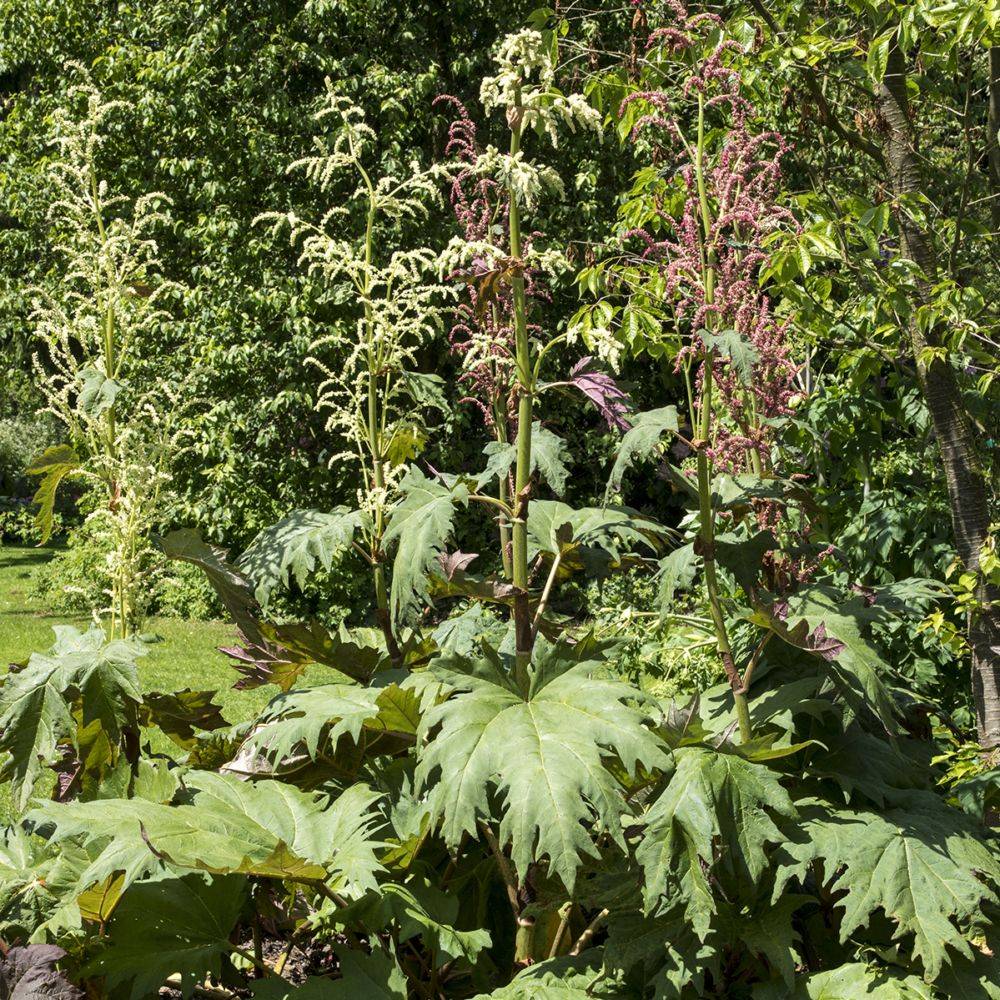 Rhubarbe de Chine - Rheum palmatum tanguticum - Image 1