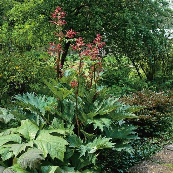 Rhubarbe de Chine - Rheum palmatum tanguticum - Image 3