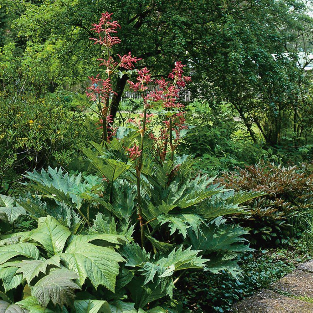 Rhubarbe de Chine - Rheum palmatum tanguticum - Image 3