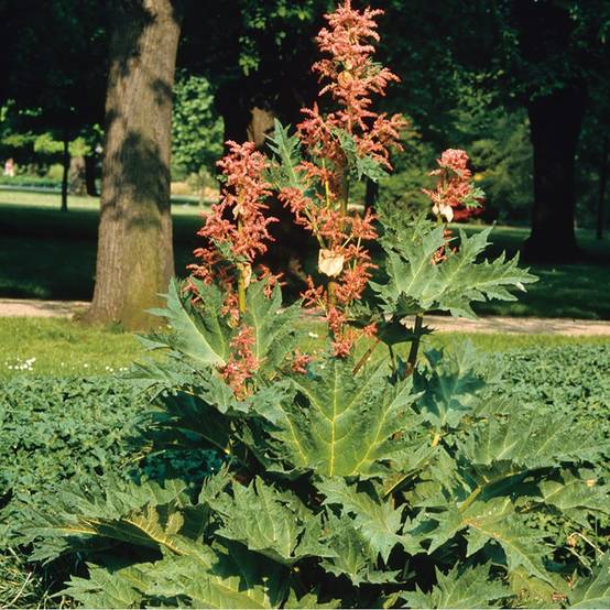 Rhubarbe de Chine - Rheum palmatum tanguticum - Image 2