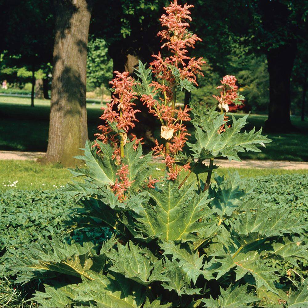 Rhubarbe de Chine - Rheum palmatum tanguticum - Image 2
