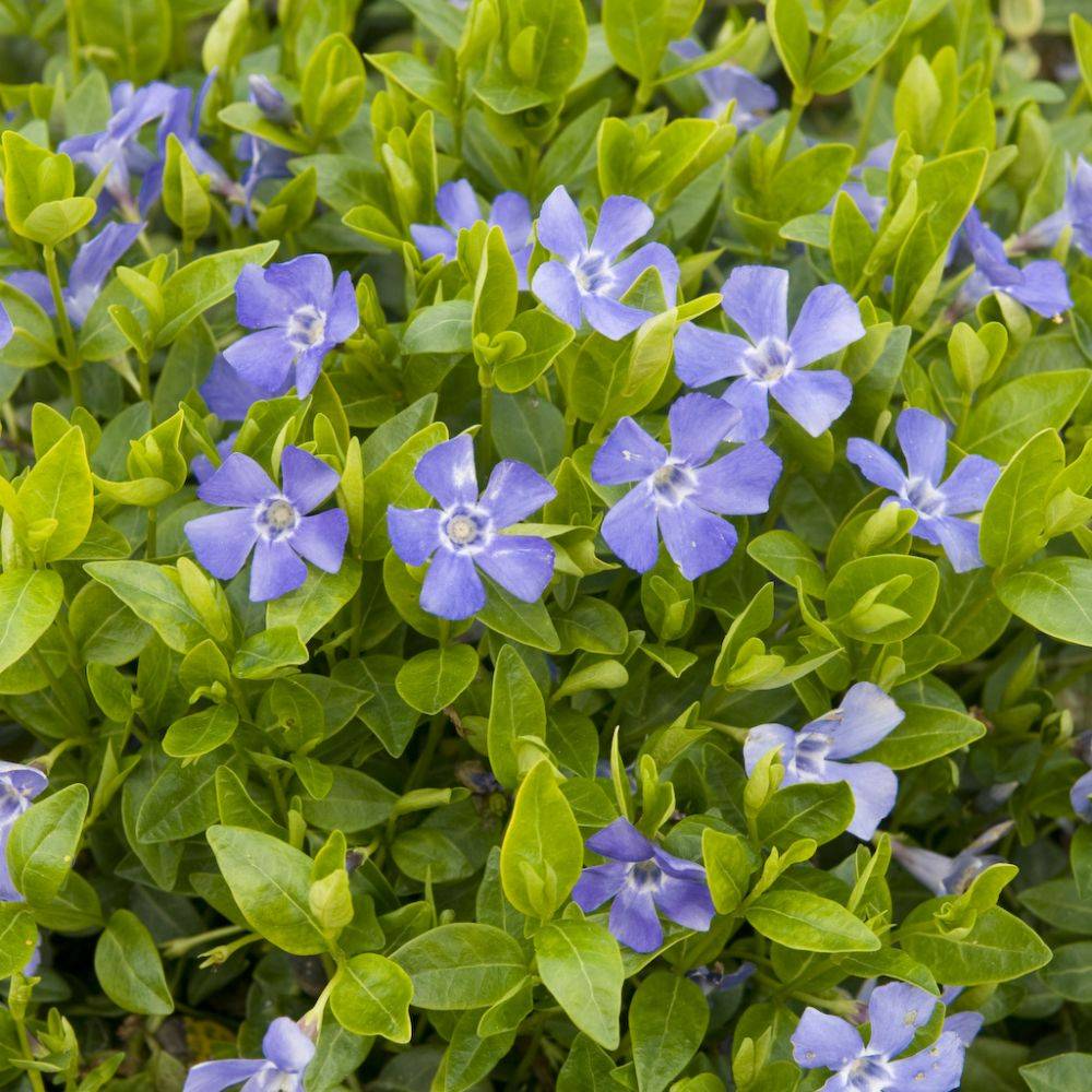 Vinca minor - Pervenche