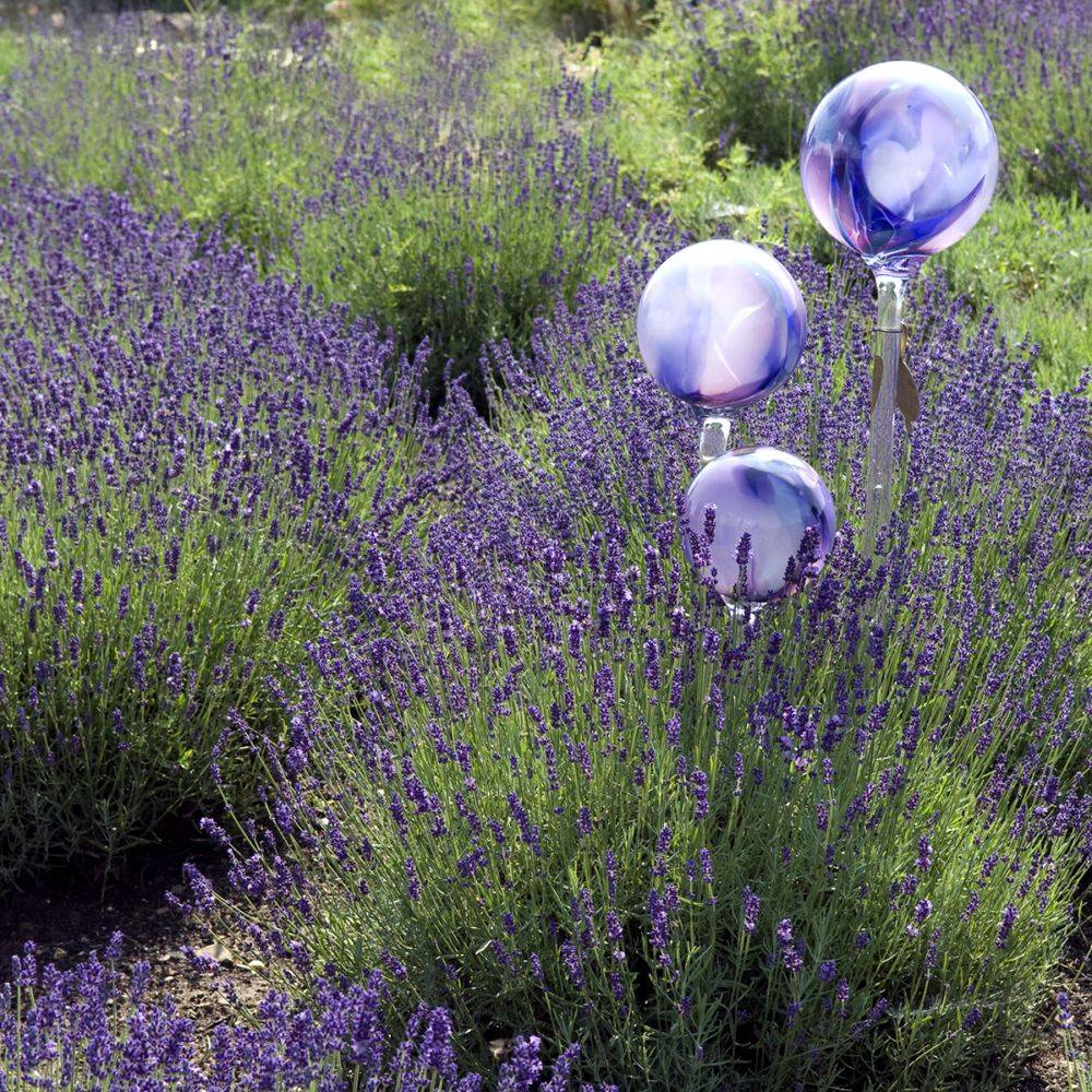 Lavande officinale 'Hidcote blue' - Lavande vraie - Image 2