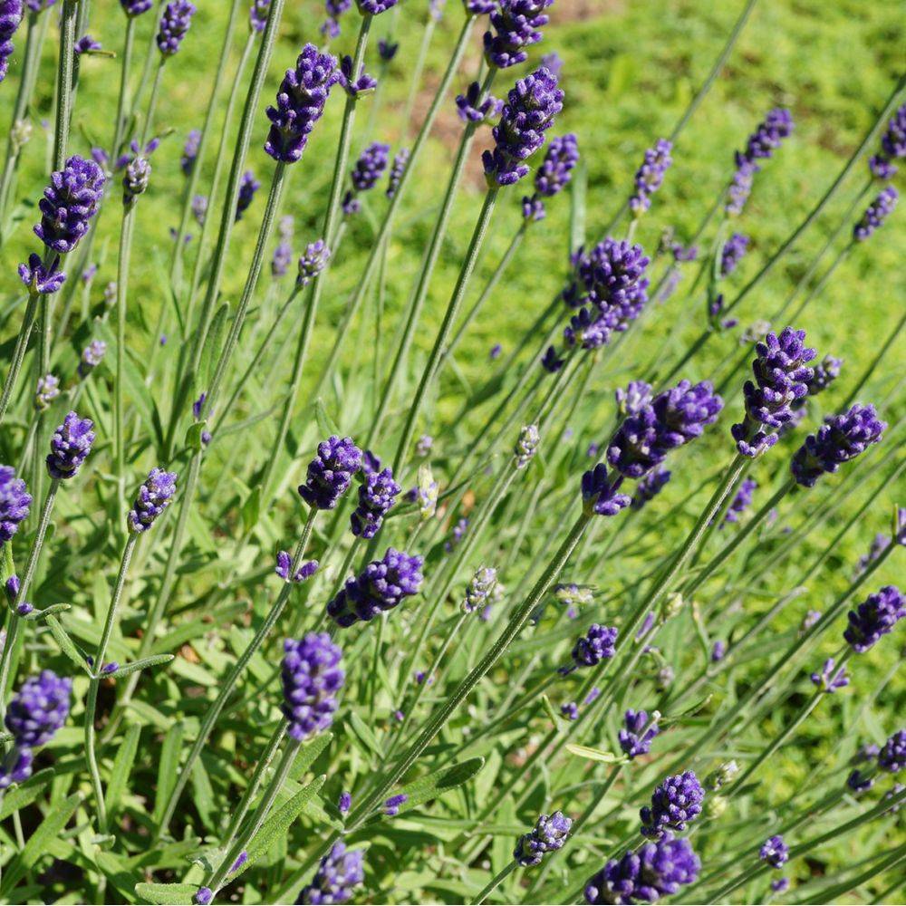 Lavande officinale 'Hidcote blue' - Lavande vraie - Image 7