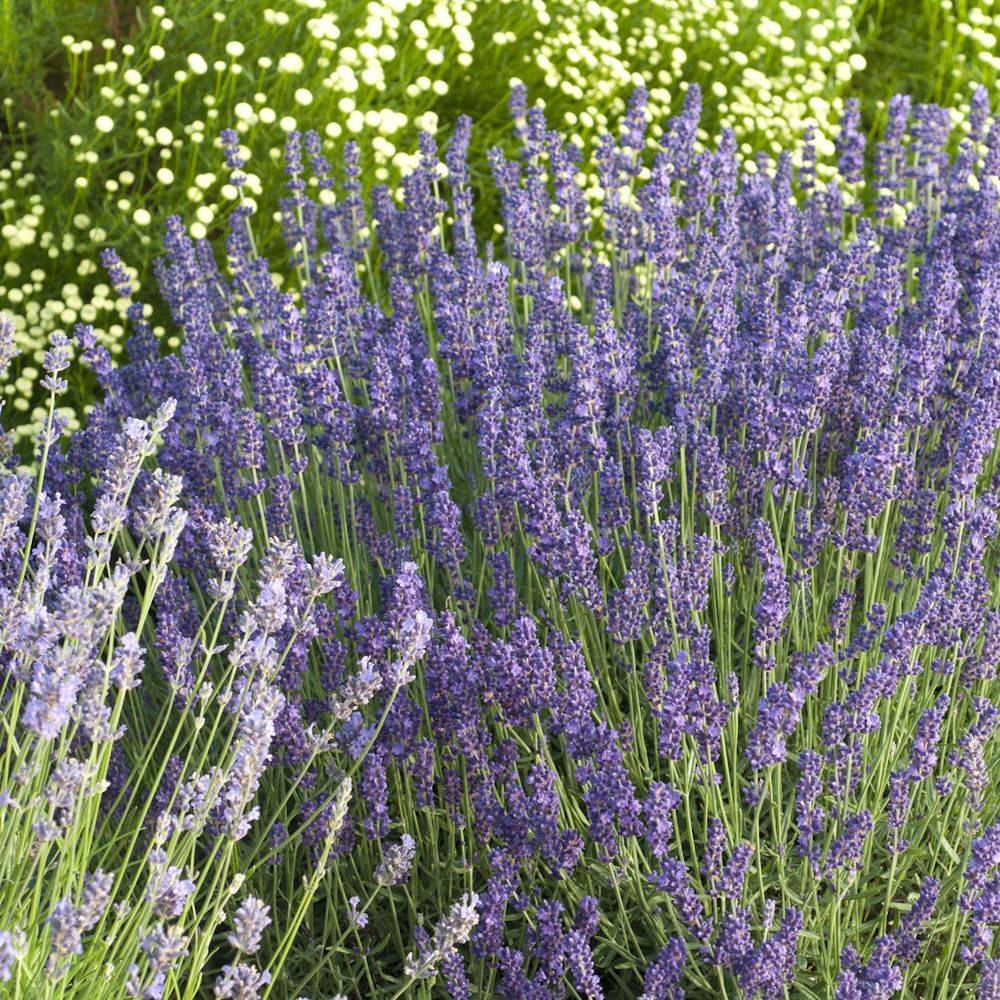 Lavande officinale 'Hidcote blue' - Lavande vraie - Image 6