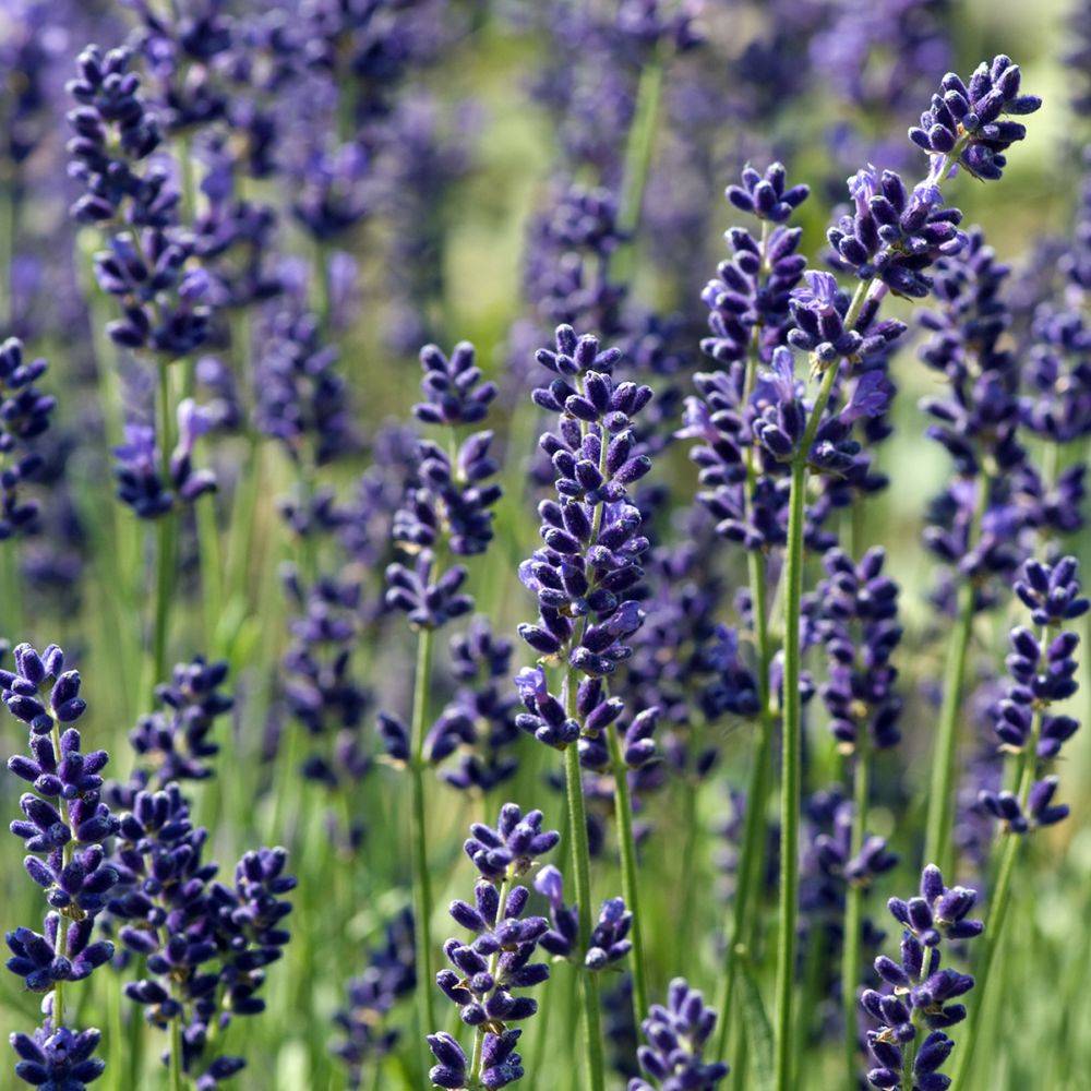 Lavande officinale 'Hidcote blue' - Lavande vraie - Image 4
