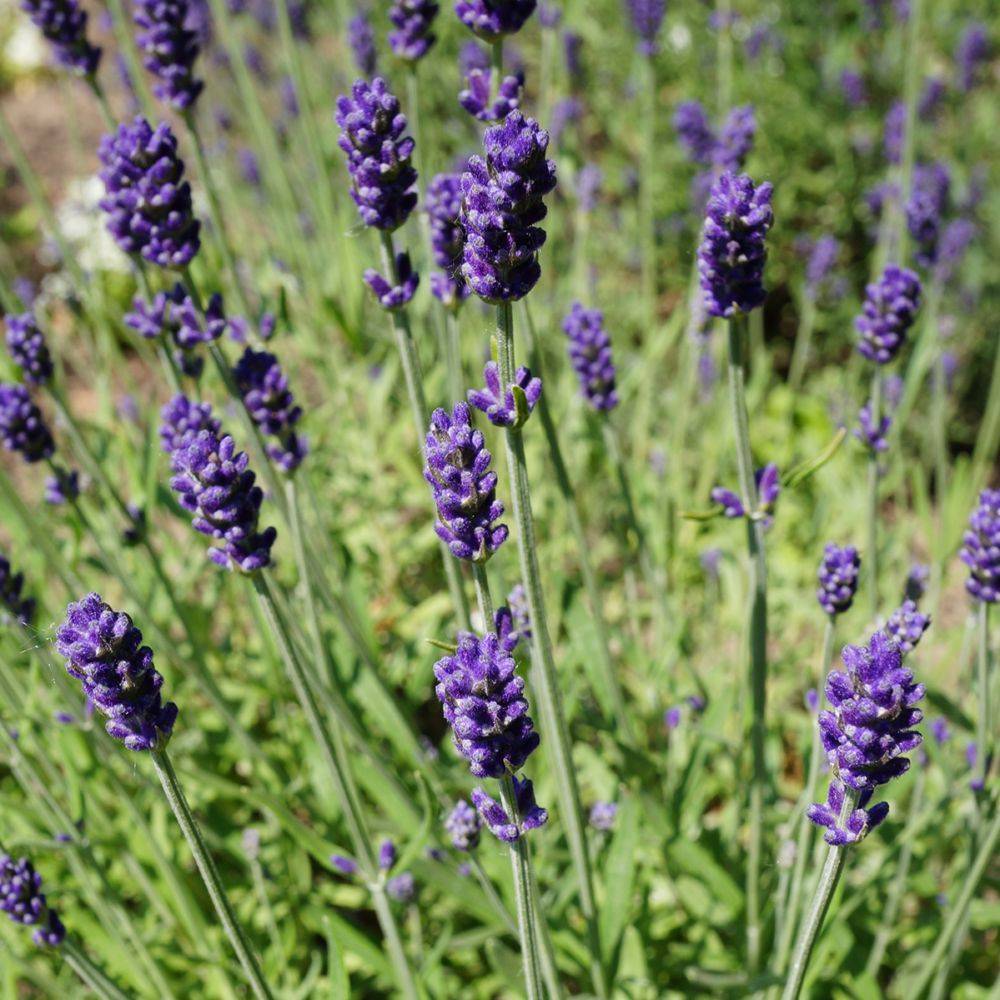 Lavande officinale 'Hidcote blue' - Lavande vraie