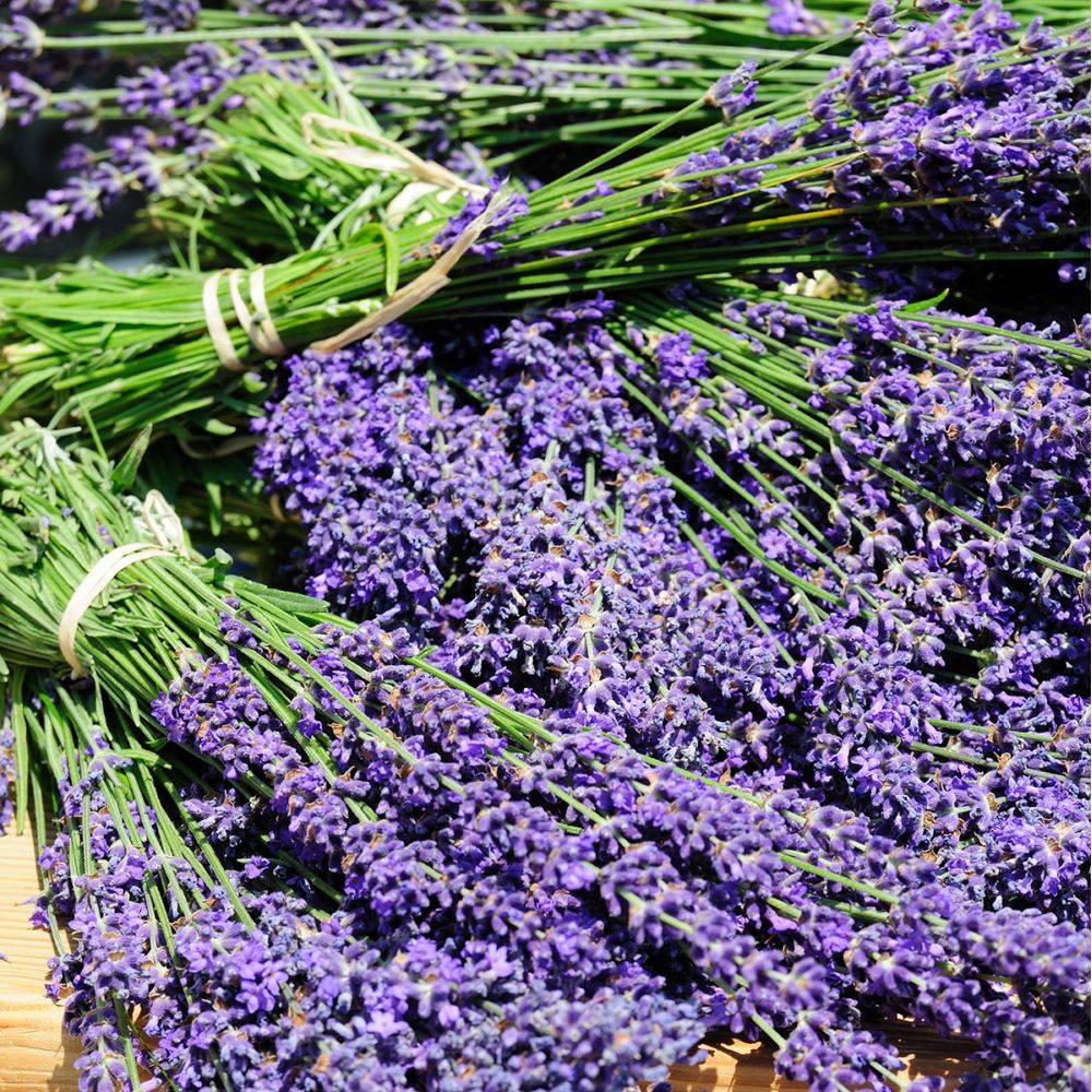 Lavande officinale 'Hidcote blue' - Lavande vraie - Image 5