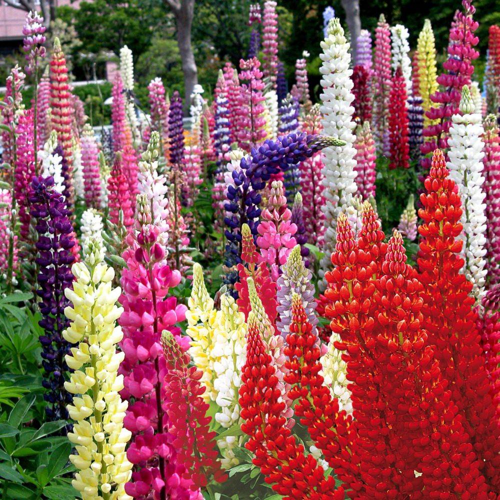 Lupins de Russel en coloris variés lot de 3