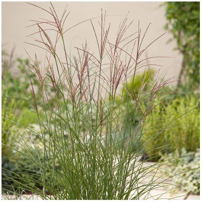 Miscanthus sinensis 'Kleine Silberspinne' - Image 1