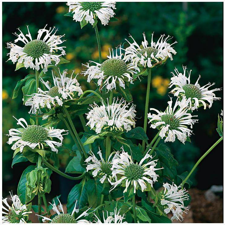 Monarda schneewittchen lot de 3