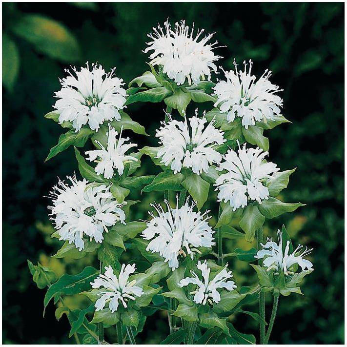 Monarda schneewittchen lot de 3 - Image 2