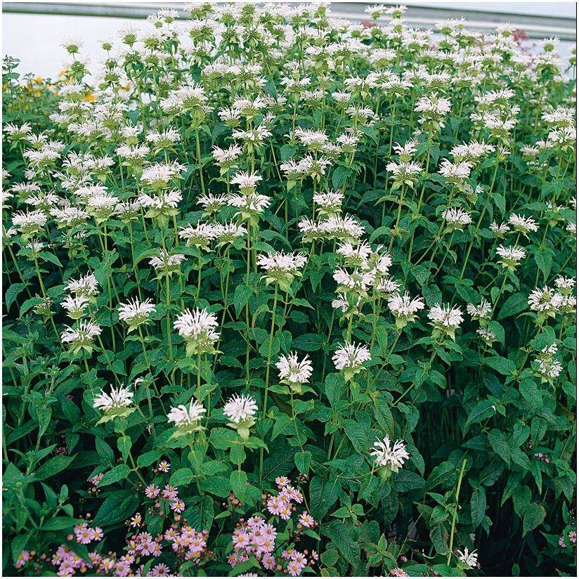 Monarda schneewittchen lot de 3 - Image 4