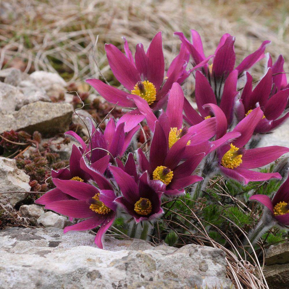 Anemone pulsatille pourpre