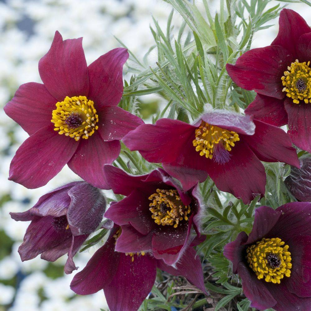 Anemone pulsatille pourpre - Image 2