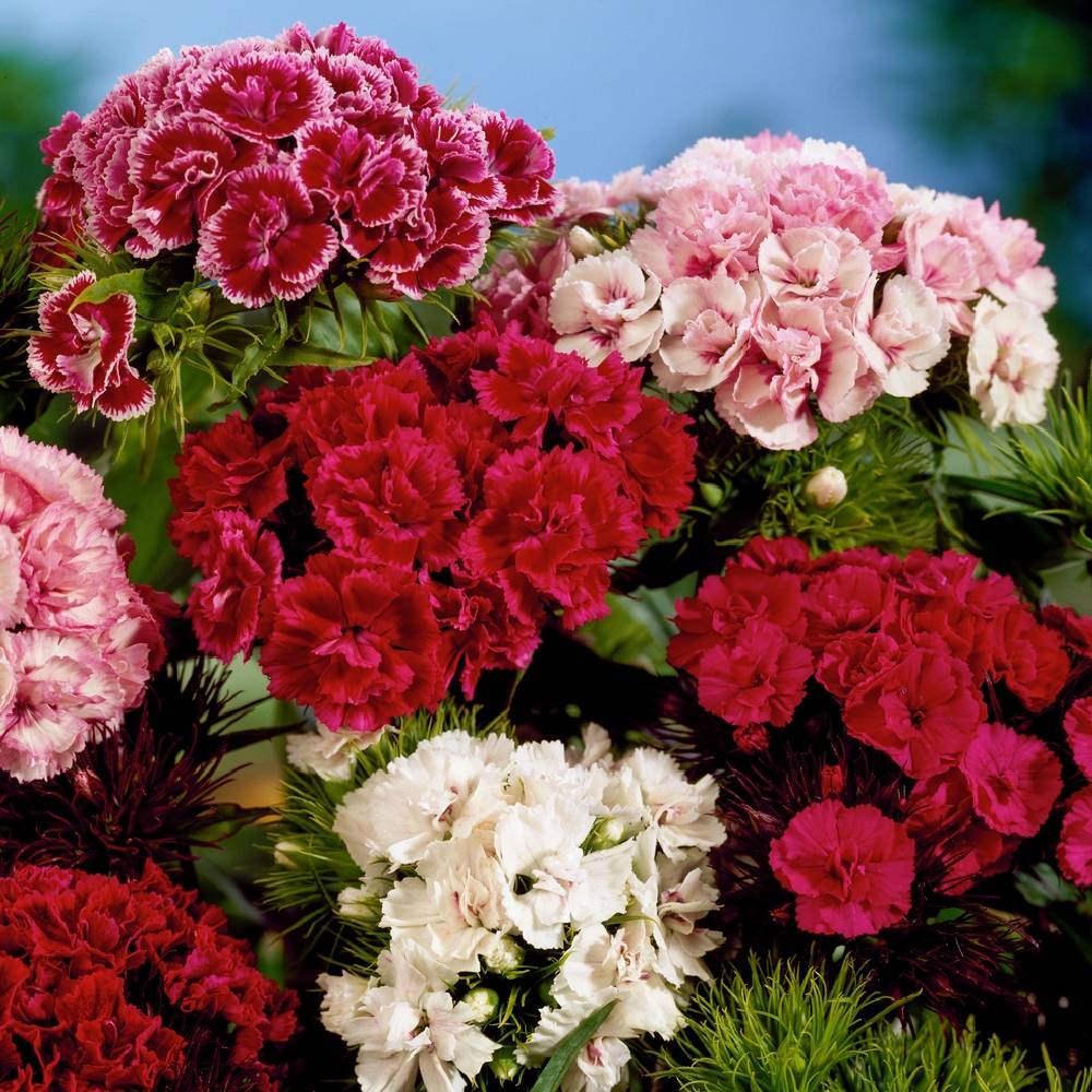 Oeillet de poète double - Dianthus barbatus - Lot de 3