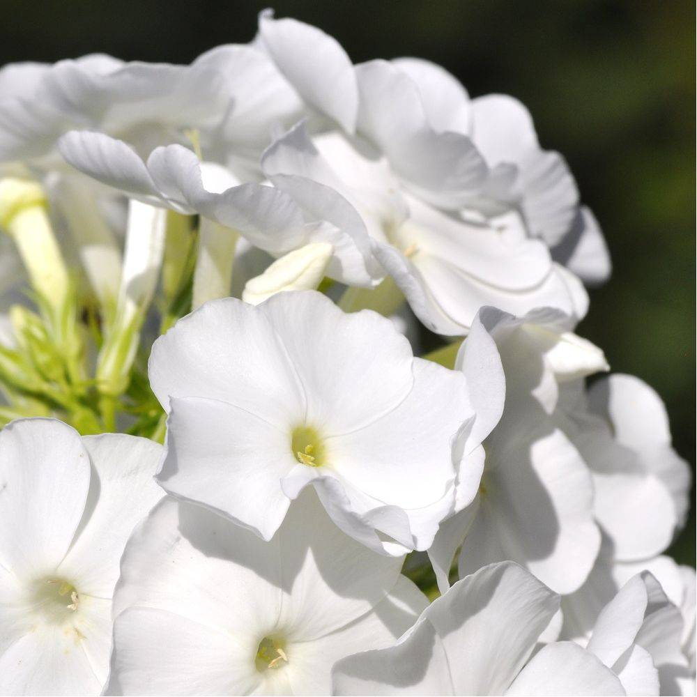 Phlox paniculata montfuji - Image 2
